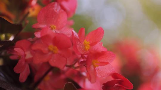 红艳的四季海棠花4k 50p