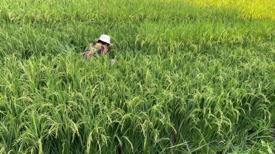 农民在杂交水稻制种稻田割除雄株水稻