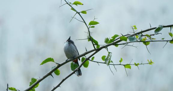 鸟 4k鸟语花香春天森林飞鸟湿地鸟类鸟群
