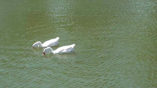 两只白鹅在绿水中游荡