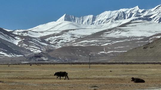 西藏定结县萨尔乡高原牧场航拍