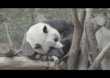 大熊猫睡觉-Slog3