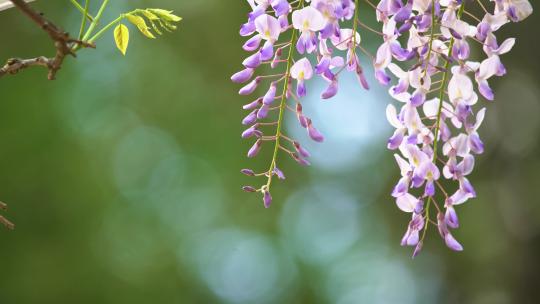 春天公园里的紫藤花开放了视频素材模板下载