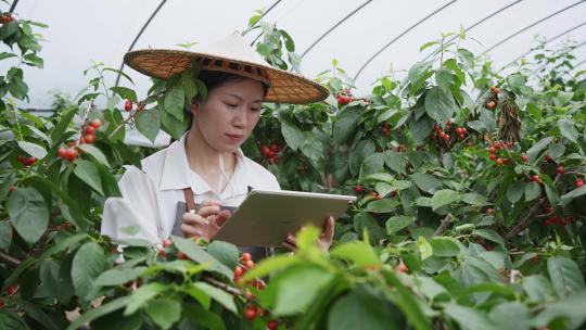 中年妇女农业科技人员在樱桃园使用平板电脑