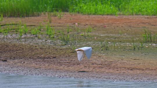 生态湿地 白鹭飞过水面