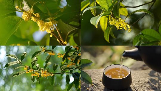 唯美桂花桂花树桂花飘落桂花花茶金桂丹桂