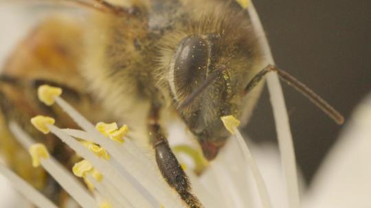 蜜蜂蜜蜂菜花昆虫野油蜂蜜蜂