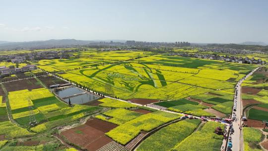 4k高清汉中洋县油菜花海