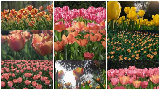 春天阳光下盛开的郁金香花朵高清在线视频素材下载