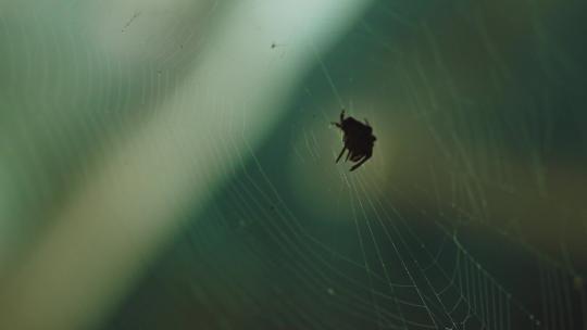 蜘蛛网空镜
