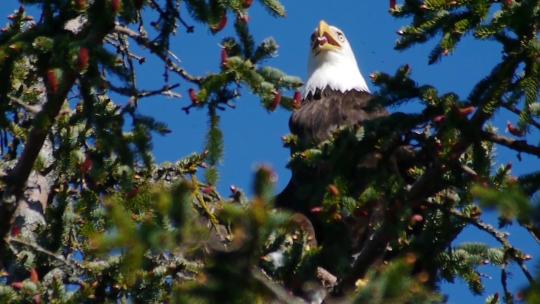 白头鹰在雨天在阿拉斯加的树枝上休息
