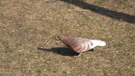 鸽子在草坪上行走觅食寻找食物