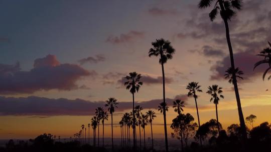 棕榈树和日落的天线视频素材模板下载
