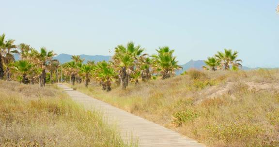 西班牙卡斯特隆棕榈树间木制走道的夏季风景——平移