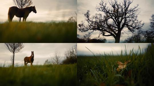 草地上的一匹马放牧唯美自然风光
