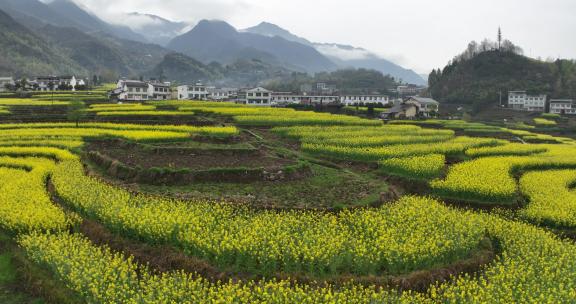 4k高清安康汉阴凤堰古梯田油菜花