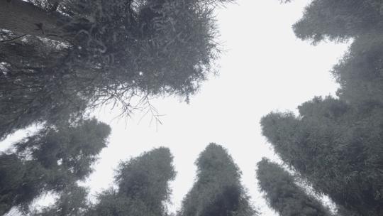 彭州中坝森林公园视频素材模板下载