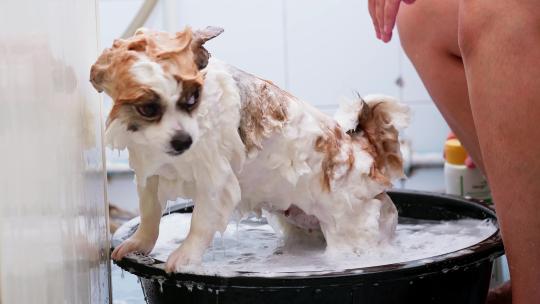 宠物狗洗澡美容