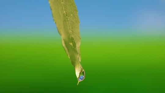 绿色叶子 升格水滴