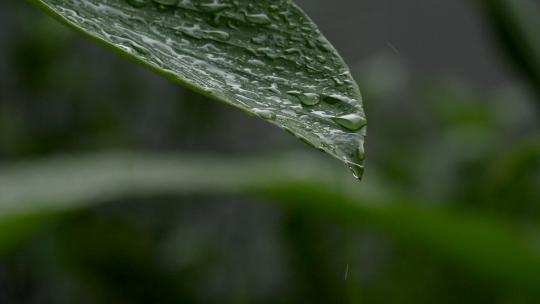 雨点落在绿色植物上