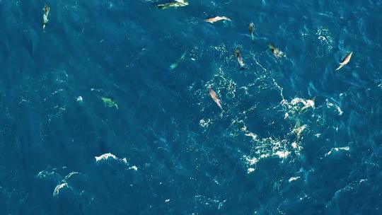 一群海豚在海中游泳嬉戏