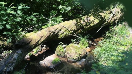 森林绿植苔藓溪流天然氧吧自然风景绿色环保