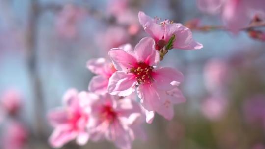 春天阳光下的桃花（升格慢动作）