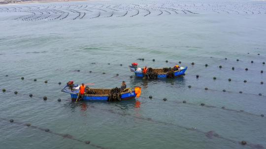 渔船出海打捞海带