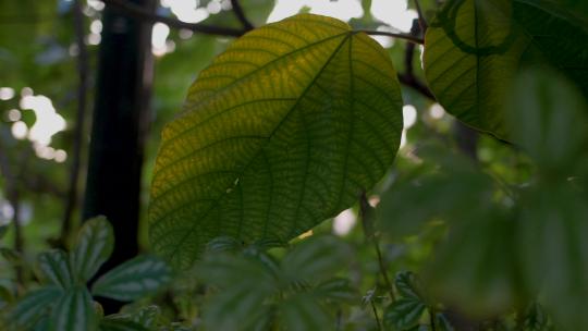 阳光下的热带树叶