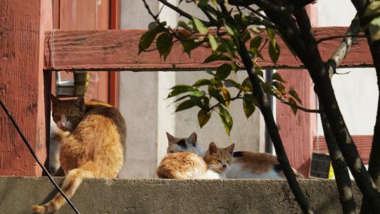 可爱猫咪4K实拍镜头