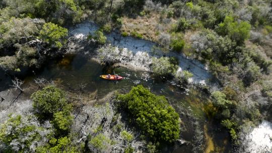 在一个阳光明媚的日子里，Kayakinh穿过弗雷泽岛的一条河流，周围是红树林。