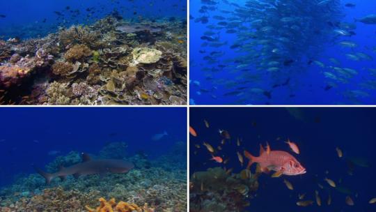 珊瑚海梦幻海底世界3视频素材模板下载