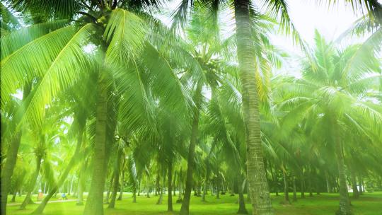 阳光树林 椰树林 椰子树 丁达尔效应