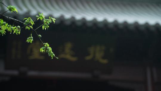 杭州钱王祠春天清明节雨天古建筑自然唯美