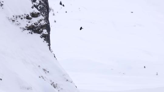 冬季雪山老鹰飞过天空空中盘旋