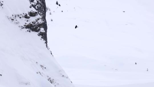 冬季雪山老鹰飞过天空空中盘旋视频素材模板下载