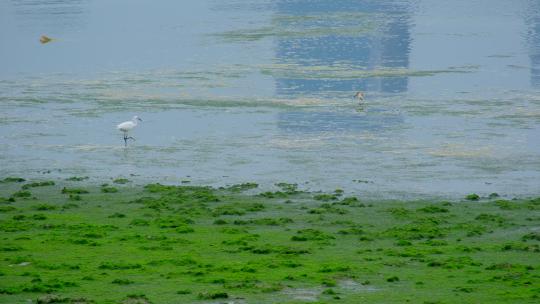 海滩海边滩涂湿地公园白鹭