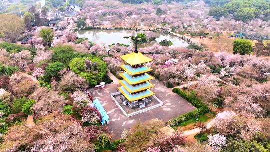 航拍武汉春天东湖樱花园樱花与五重塔