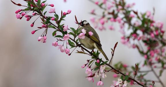 实拍8k海棠花上的鸟
