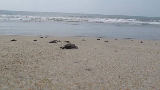 岸上的小海龟
