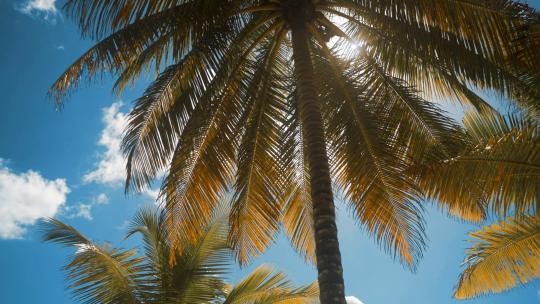 1892_棕榈树在一个阳光明媚的日子