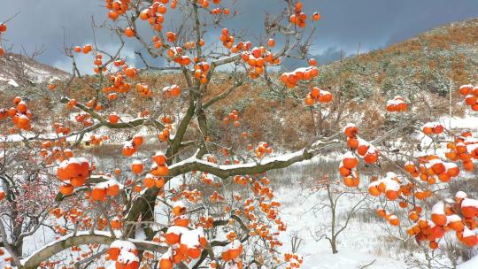 雪中的柿子树挂满了红柿