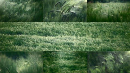 麦田小麦麦穗风吹麦浪写意情绪农业宣传片高清在线视频素材下载