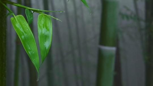 竹林雨景 雨后竹叶新绿视频素材模板下载
