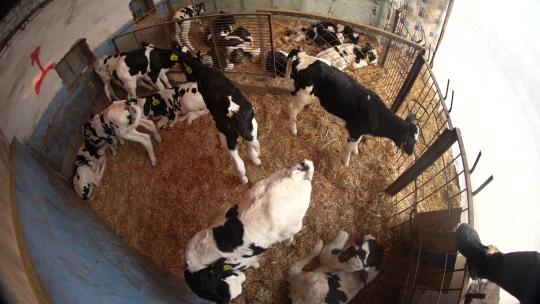奶牛 小奶牛 奶牛场 奶牛养殖 (105)