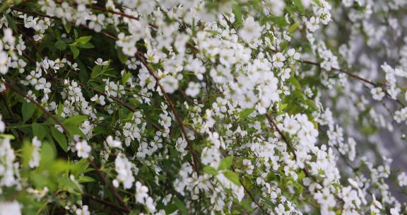 春天一丛珍珠菊一簇白色鲜花盛开