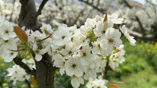 苏州树山梨花节，近距离欣赏翠冠梨梨花