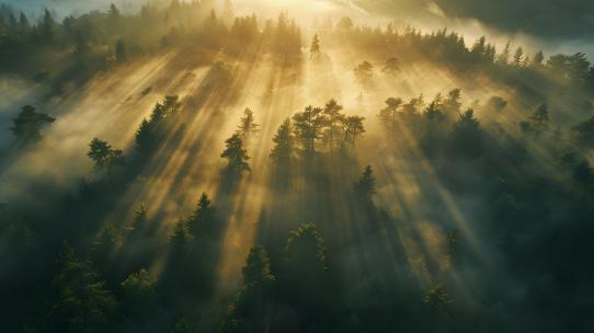 大自然森林唯美光影清晨森林丁达尔光