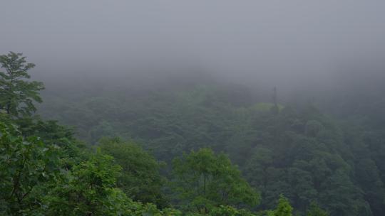清晨早上大山里云雾缭绕