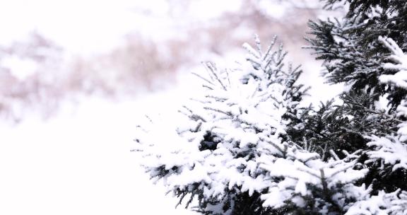 冬天大雪纷飞中的松树